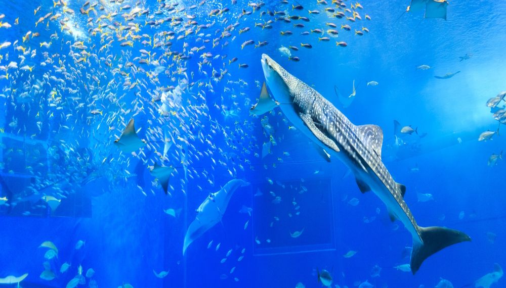 沖縄美ら海水族館近くのおすすめホテル9選｜宿泊するならココ！